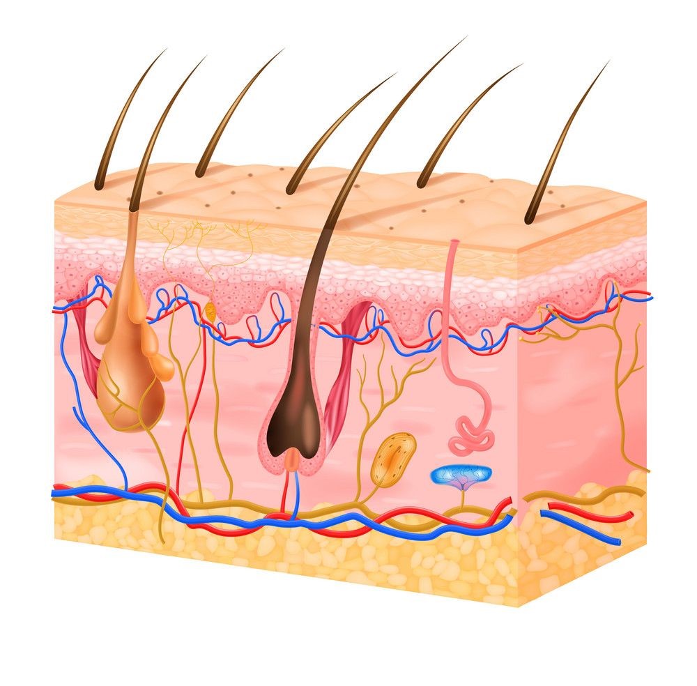 KELAS XI SISTEM INTEGUMEN